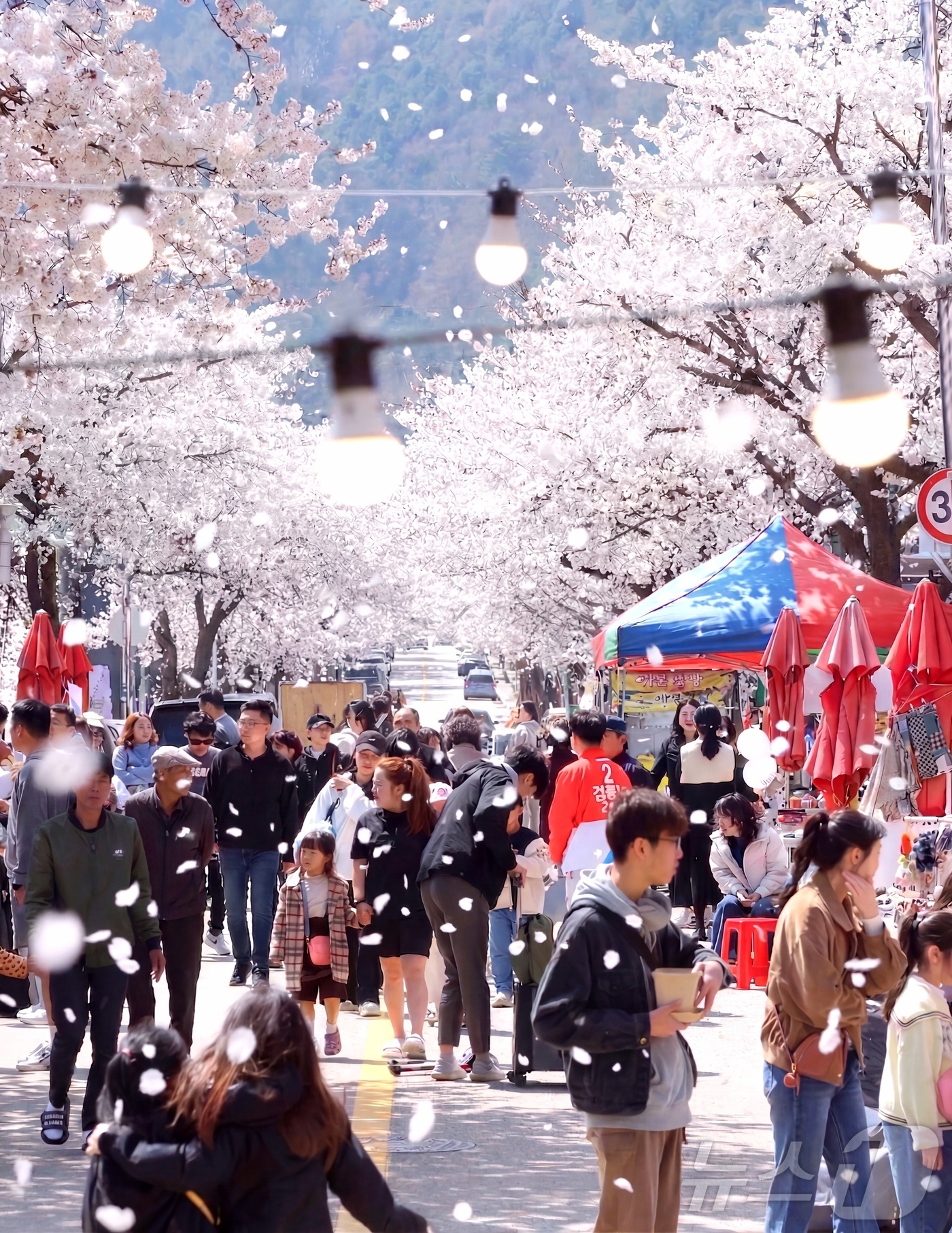 (인제=뉴스1) 이종재 기자 = 11일 강원 인제군 인제읍 상동리 일원에서 열린 제8회 골목문화제'봄봄봄, 인제로 봄!'에서 시민들이 벚꽃이 핀 거리를 걷고 있다. (인제군 제공. …