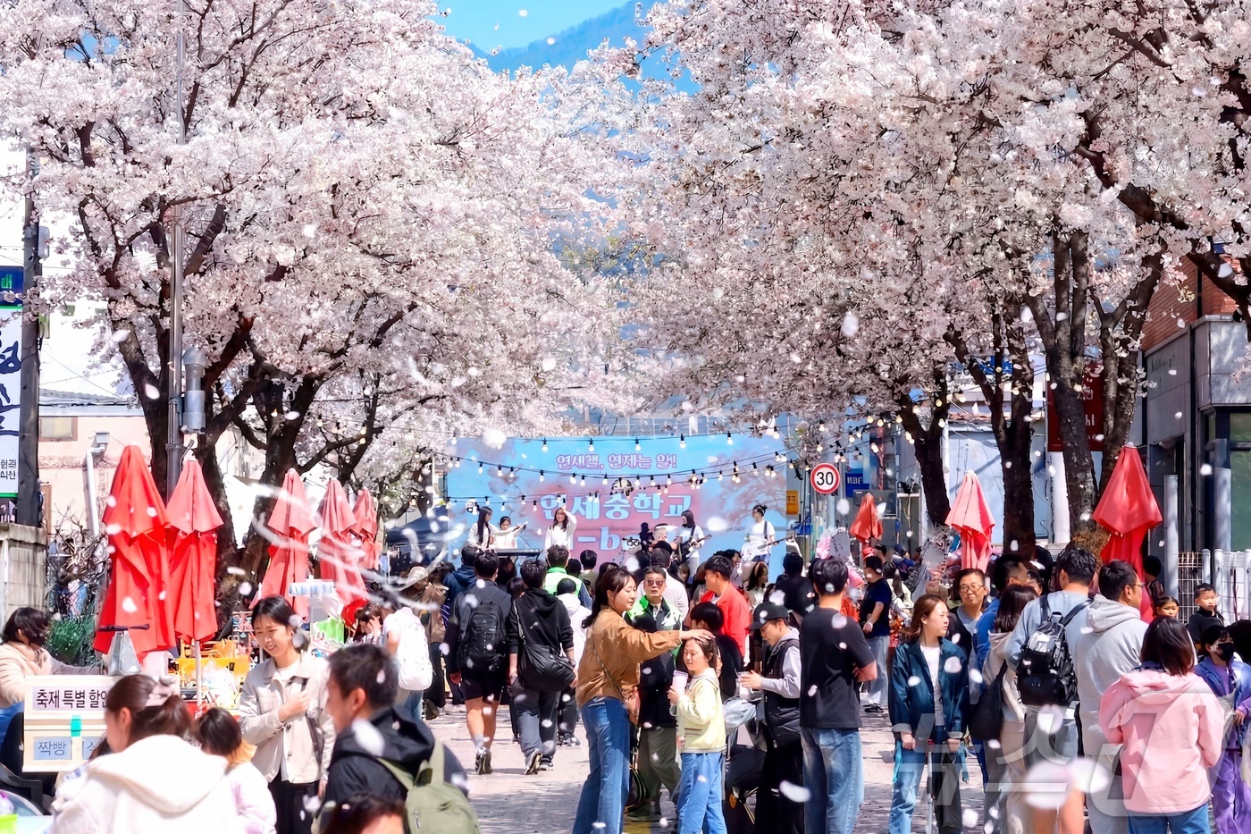 (인제=뉴스1) 이종재 기자 = 11일 강원 인제군 인제읍 상동리 일원에서 열린 제8회 골목문화제'봄봄봄, 인제로 봄!'에서 시민들이 벚꽃이 핀 거리를 걷고 있다. (인제군 제공. …