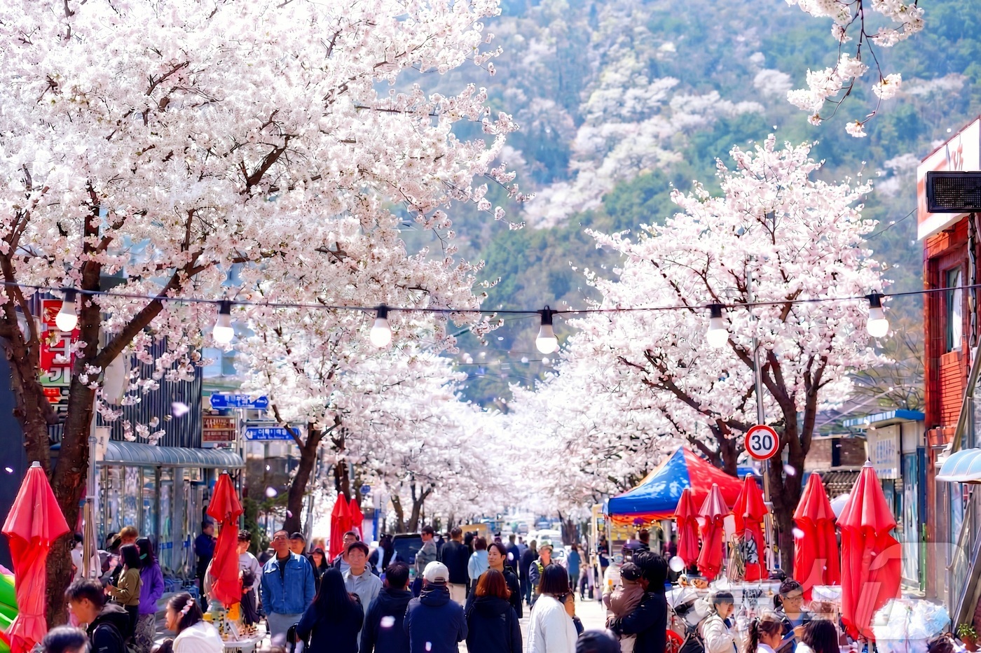 (인제=뉴스1) 이종재 기자 = 11일 강원 인제군 인제읍 상동리 일원에서 열린 제8회 골목문화제'봄봄봄, 인제로 봄!'에서 시민들이 벚꽃이 핀 거리를 걷고 있다. (인제군 제공. …