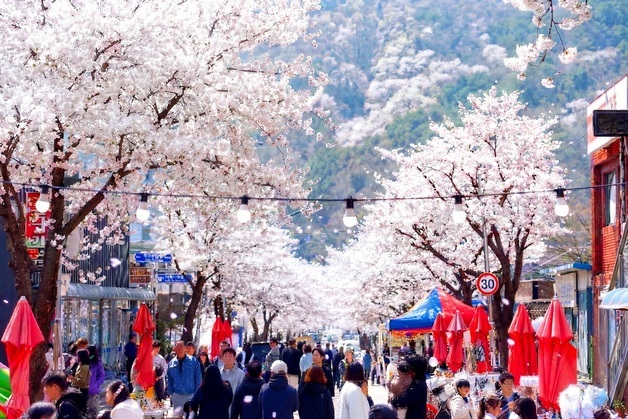 '봄봄봄, 인제로 봄!'…주민이 만든 인제 골목문화제