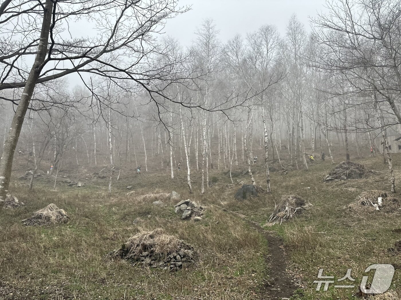 본문 이미지 - 장수트레일레이스 자작나무 숲길 구간 /뉴스1 이상휼 기자