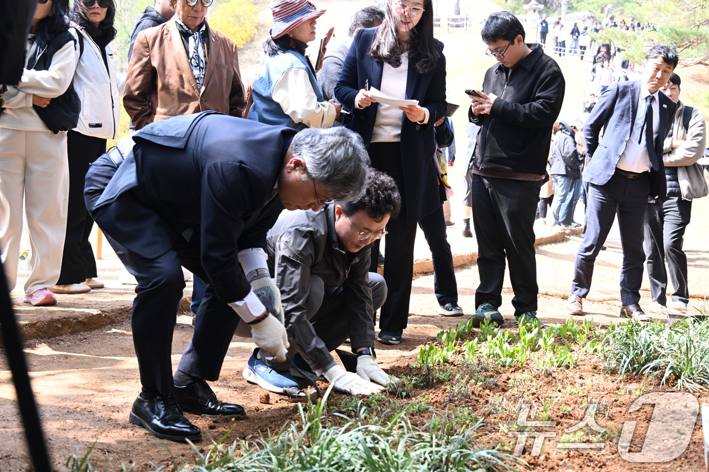 (서울=뉴스1) = 허민 국가유산청장이 11일 오후 단종의 능인 강원도 영월 장릉 내 정령송 인근에서 정순왕후의 능인 남양주 사릉에서 채취해 온 들꽃을 식재하고 있다. (국가유산청 …