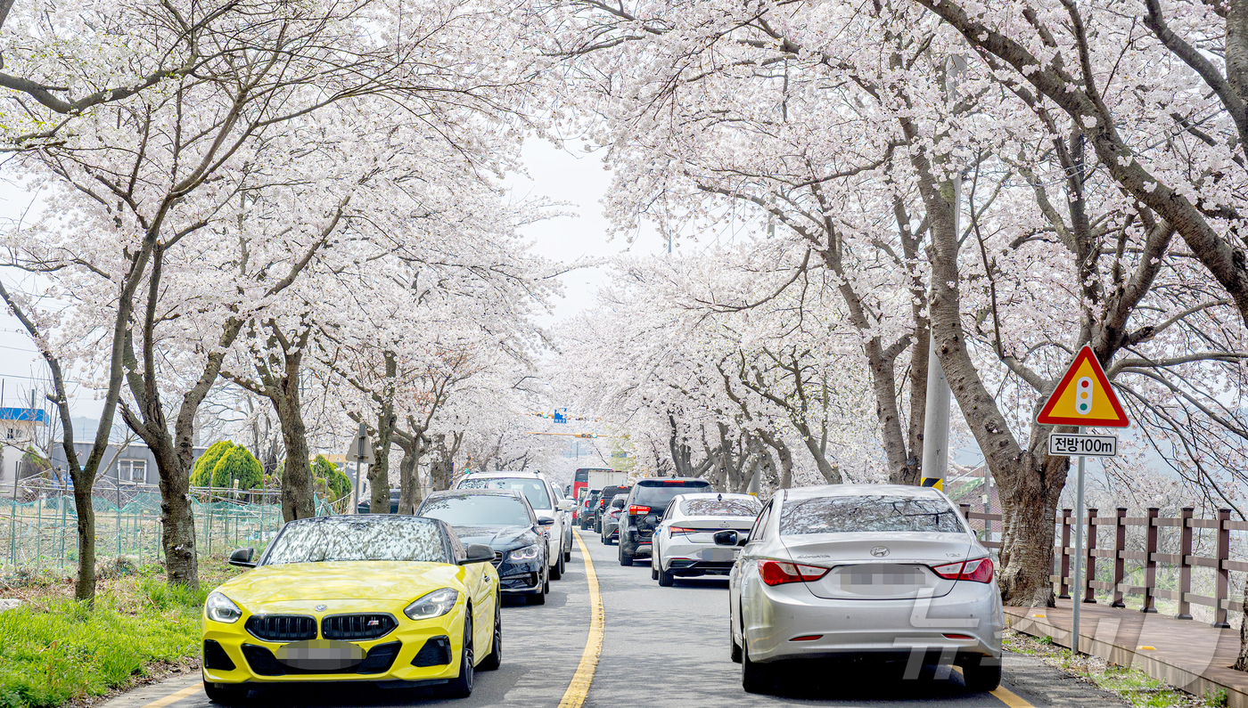 (보령=뉴스1) 김기태 기자 = 11일 충남 보령 주산면 일원에서 개막한 주산벚꽃축제에 벚꽃이 만개해 있다. (보령시 제공. 재판매 및 DB금지) 2026.4.11/뉴스1