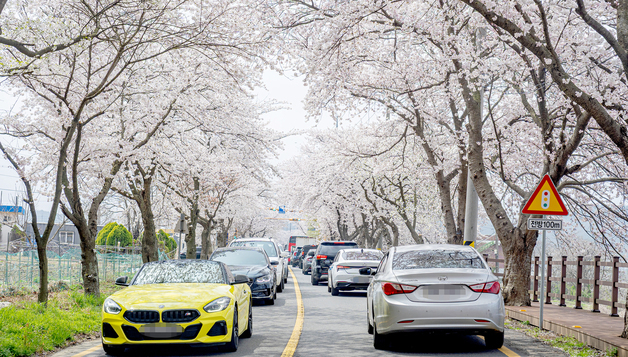 보령 주산벚꽃축제 개막