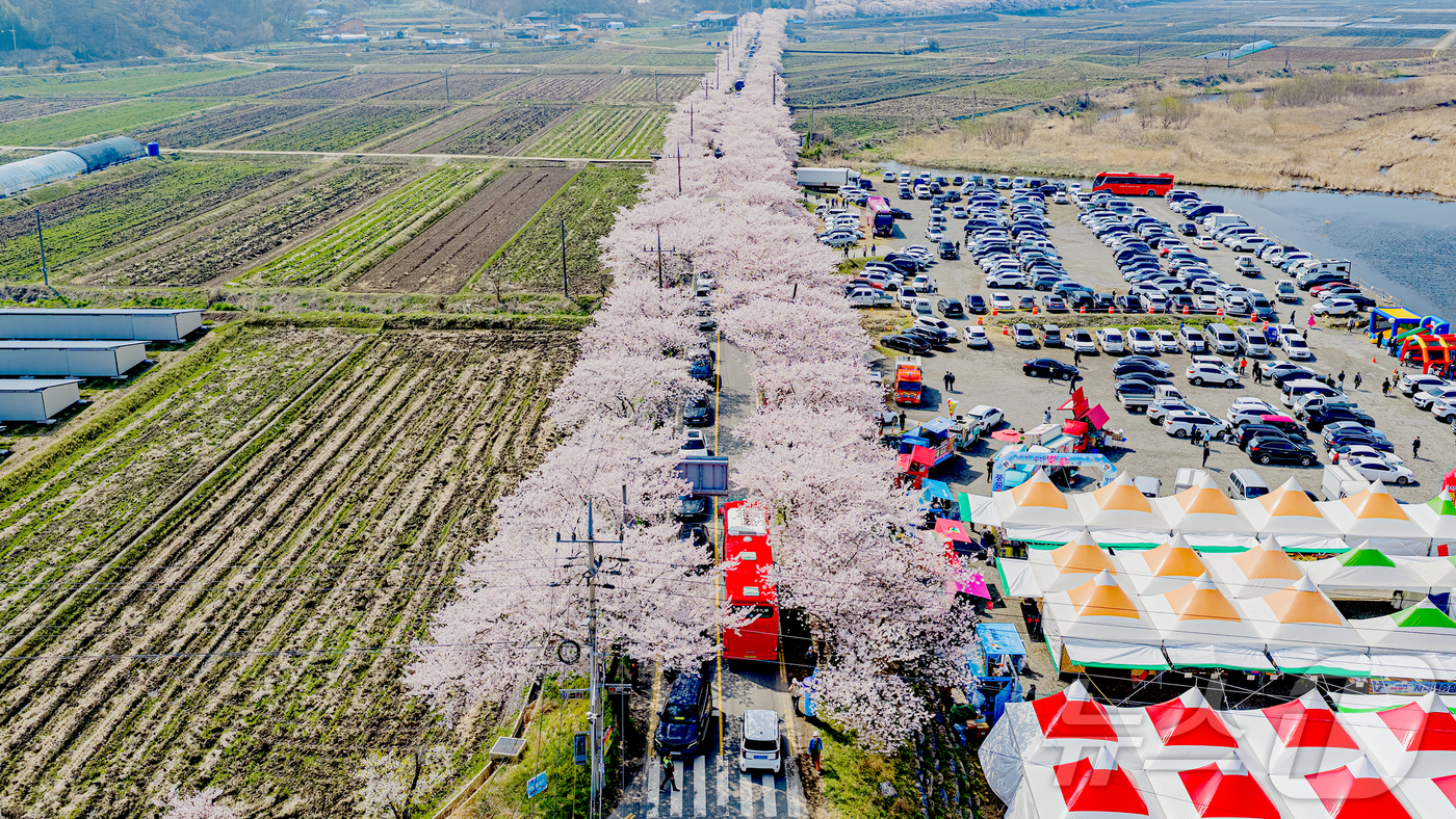 (보령=뉴스1) 김기태 기자 = 11일 충남 보령 주산면 일원에서 개막한 주산벚꽃축제에 벚꽃이 만개해 있다. (보령시 제공. 재판매 및 DB금지) 2026.4.11/뉴스1