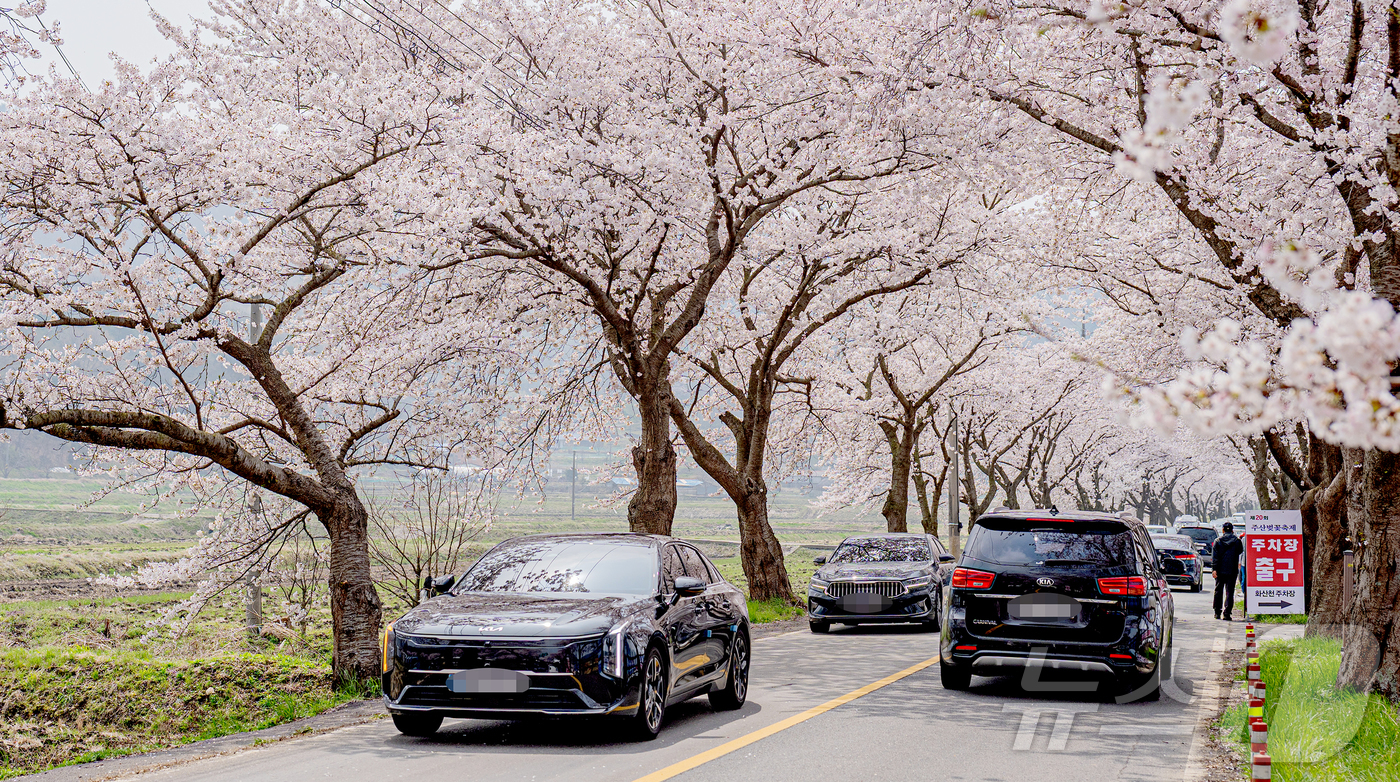 (보령=뉴스1) 김기태 기자 = 11일 충남 보령 주산면 일원에서 개막한 주산벚꽃축제에 벚꽃이 만개해 있다. (보령시 제공. 재판매 및 DB금지) 2026.4.11/뉴스1