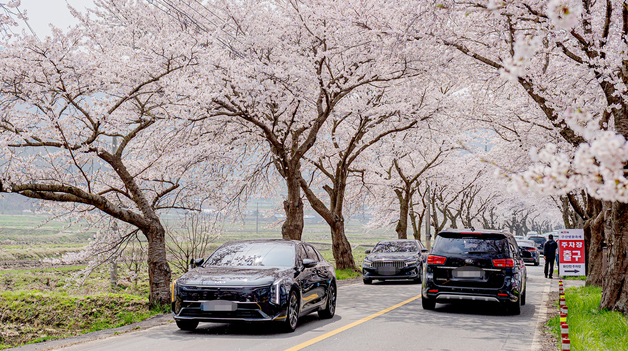 보령 주산벚꽃축제 개막