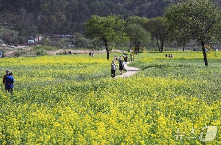 본문 이미지 -  2023년 유채꽃 축제 개최 당시 옥천군  동이면 금강 수변친수공원 일원 유채꽃 단지 모습 (옥천군 제공. 재판매 및 DB금지) 