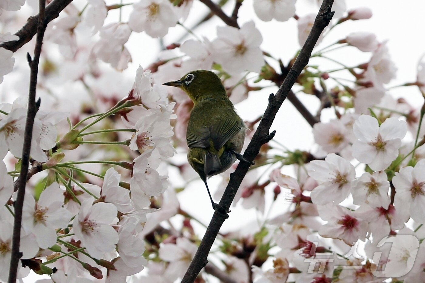 본문 이미지 - 12일 오전 제주 제주시 애월읍 하가리에 있는 한 벚나무에서 동박새가 벚꽃 꿀을 먹고 있다.2026.4.12 ⓒ 뉴스1 홍수영 기자