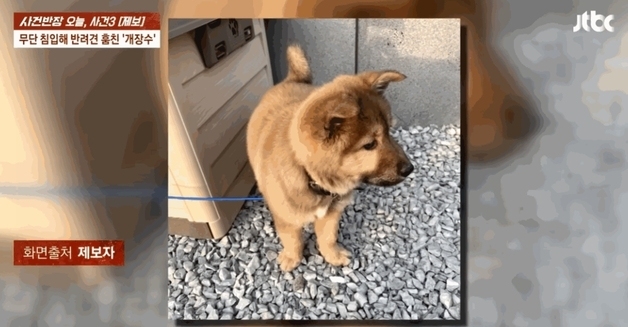 번지수 잘못 찾은 개장수, 우리 집 반려 진돗개 봉봉이를 끌고 갔다