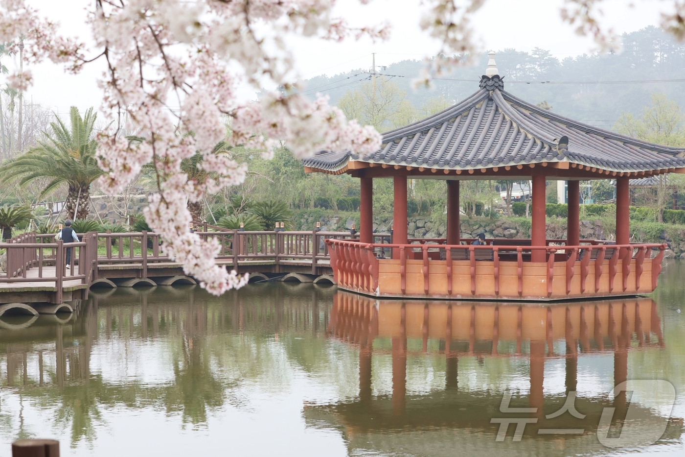 (제주=뉴스1) 홍수영 기자 = 12일 오전 제주 제주시 애월읍 하가리 연화못에서 시민이 벚꽃 핀 풍경을 즐기며 산책하고 있다. 이날 제주도의 낮 최고기온은 17~20도로 예상되며 …