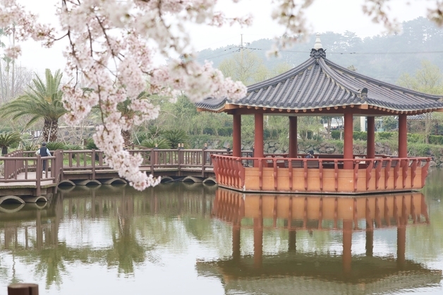 벚꽃 핀 연못가서 즐기는 산책