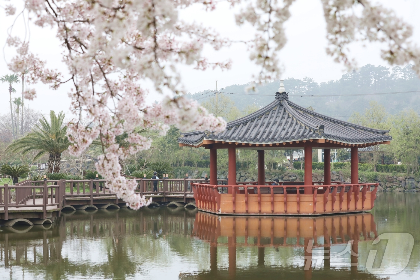 (제주=뉴스1) 홍수영 기자 = 12일 오전 제주 제주시 애월읍 하가리 연화못에서 시민이 벚꽃 핀 풍경을 즐기며 산책하고 있다. 이날 제주도의 낮 최고기온은 17~20도로 예상되며 …