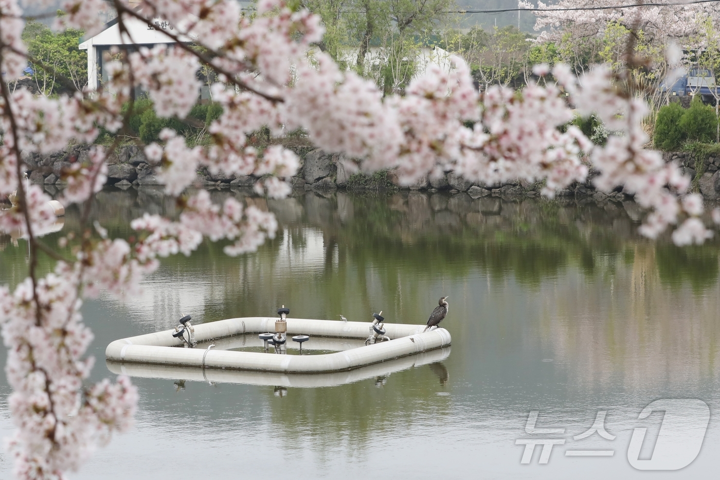 (제주=뉴스1) 홍수영 기자 = 12일 오전 제주 제주시 애월읍 하가리 연화못에 가마우지가 날아들어 있다. 이날 제주도의 낮 최고기온은 17~20도로 예상되며 저녁부터 비 날씨가 …