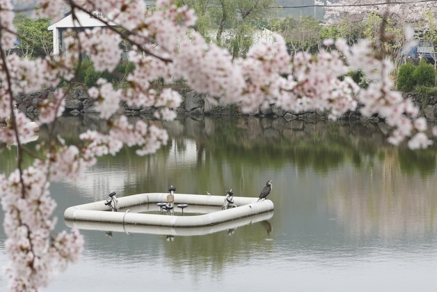 제주 연화못 찾은 가마우지