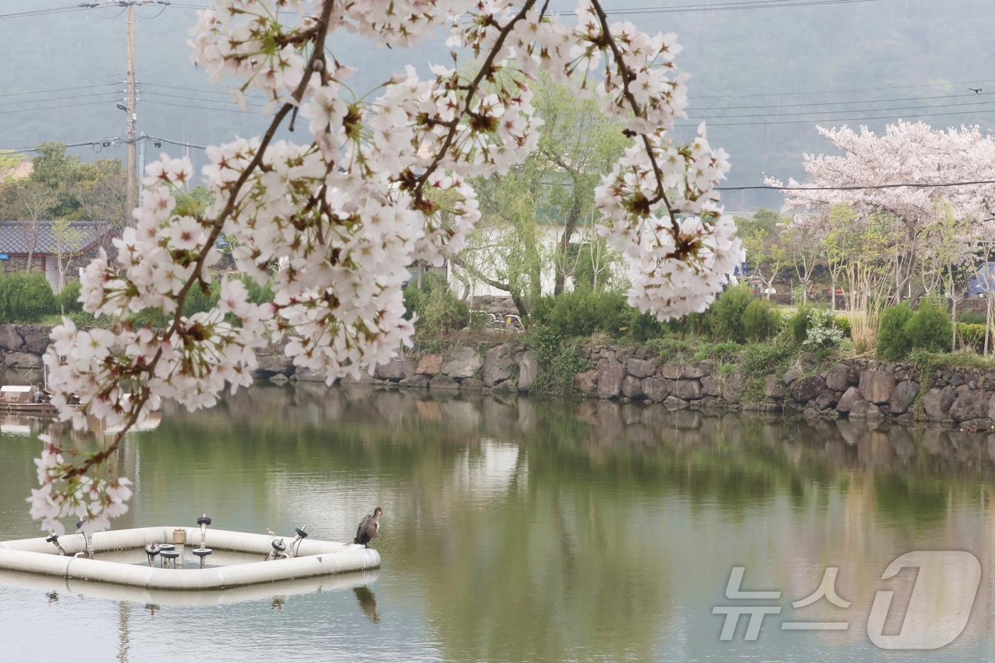 (제주=뉴스1) 홍수영 기자 = 12일 오전 제주 제주시 애월읍 하가리 연화못에 가마우지가 날아들어 있다. 이날 제주도의 낮 최고기온은 17~20도로 예상되며 저녁부터 비 날씨가 …
