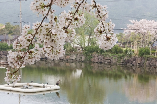 제주 연화못 찾은 가마우지