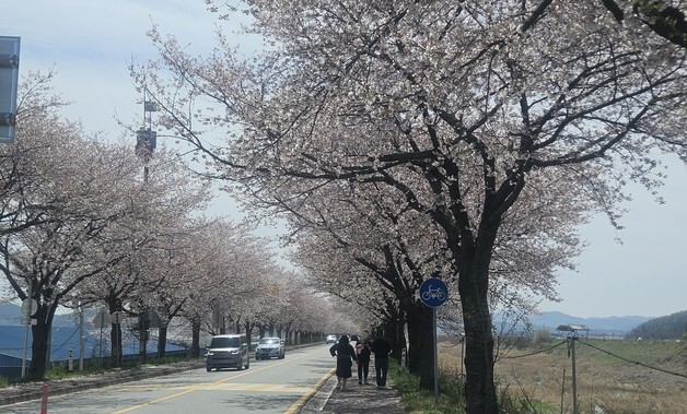 '늦은 벚꽃 만개' 청양 칠갑산 장승축제·청남면 토마토축제 '북적'