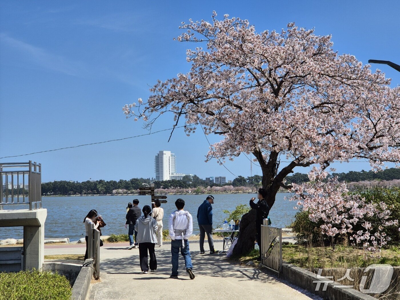 본문 이미지 - 일요일인 12일 강원 강릉 경포호에 벚꽃을 즐기려는 상춘객들로 가득하다. 2026.4.12/뉴스1 윤왕근 기자