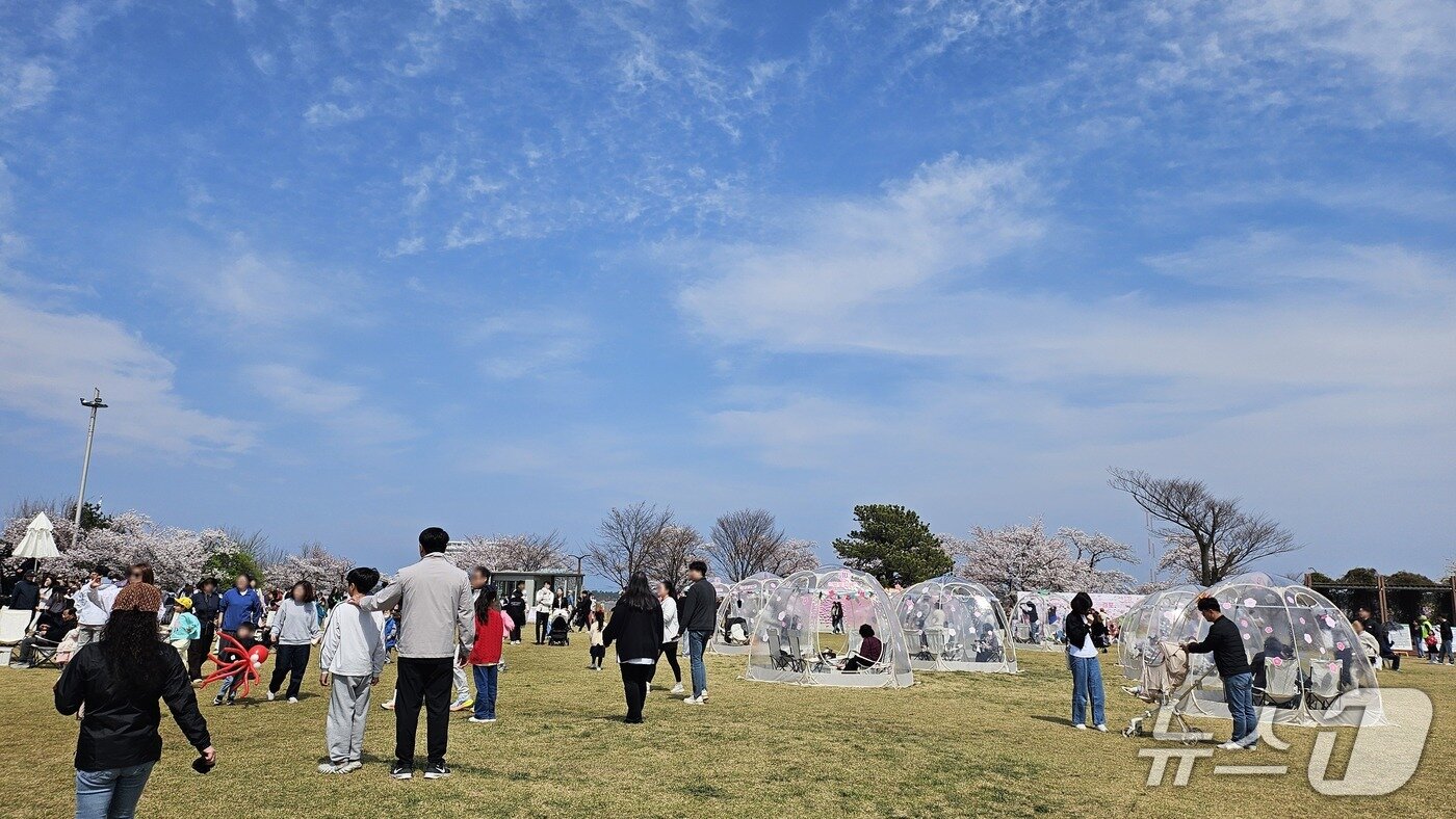 본문 이미지 - 경포벚꽃축제 현장.(강릉시 제공, 재판매 및 DB 금지) 2026.4,12/뉴스1