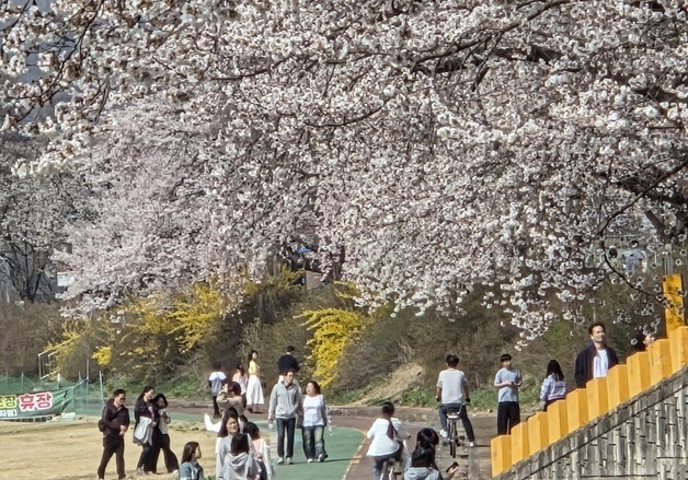 지기 전 한 번 더…충북 벚꽃 명소에 몰린 봄나들이 인파