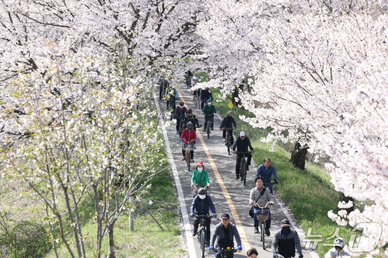 본문 이미지 - 2026 보은 벚꽃길 축제 연계 행사인 자건거대회에 참가한 주민들이 벚꽃길을 달리며 봄의 정취를 만끽하고 있다. (보은군 제공. 재판매 및 DB금지) 
