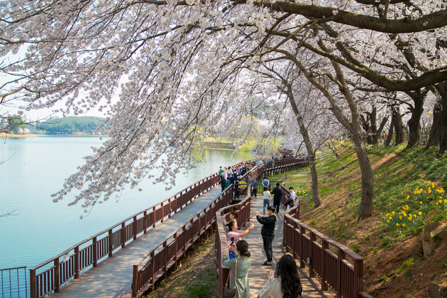 군산 은파호수공원 수놓은 분홍빛 물결…나들이객 '웃음꽃'