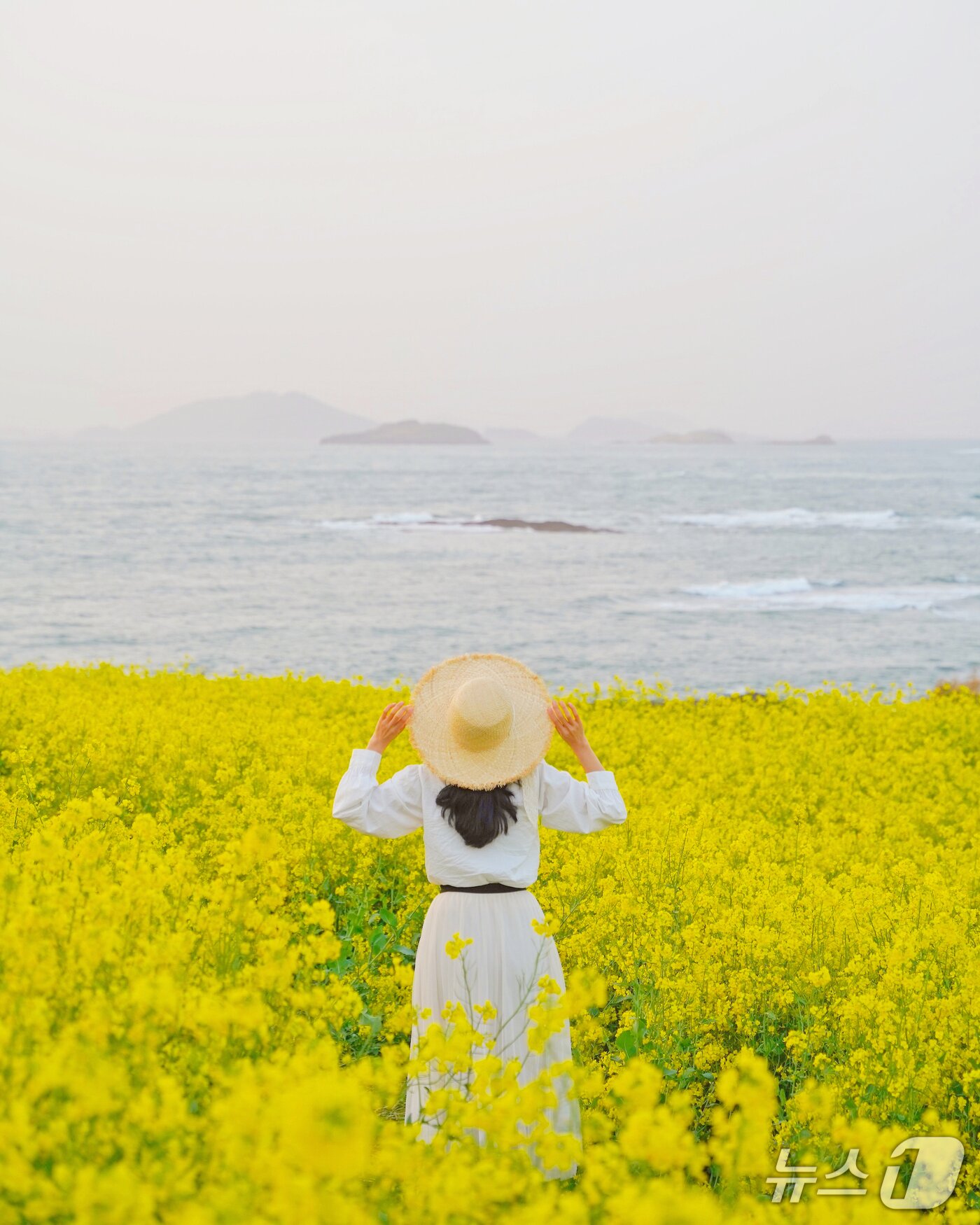 본문 이미지 - 부안군 변산면 수성당 유채꽃밭.(부안군 제공. 재판매 및 DB 금지)