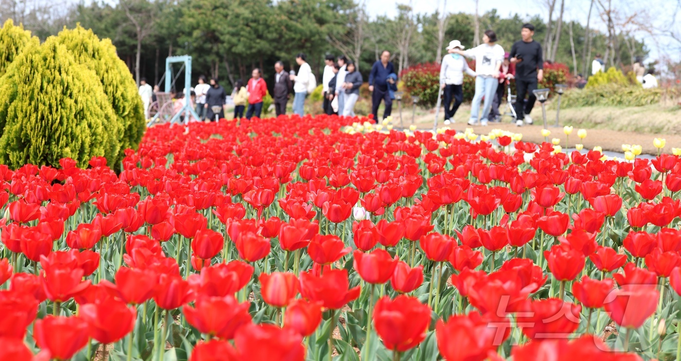 (익산=뉴스1) 유경석 기자 = 포근한 봄 날씨를 보인 12일 전북 익산시 신흥공원을 찾은 나들이객들이 만개한 튤립을 따라 거닐며 봄 정취를 만끽하고 있다. 2026.4.12/뉴스 …