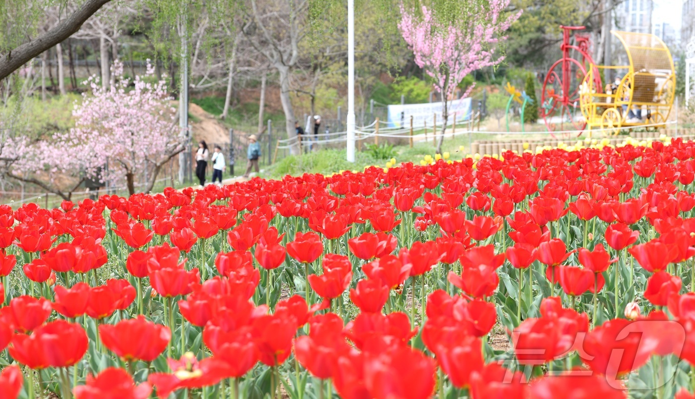 (익산=뉴스1) 유경석 기자 = 포근한 봄 날씨를 보인 12일 전북 익산시 신흥공원을 찾은 나들이객들이 만개한 튤립을 따라 거닐며 봄 정취를 만끽하고 있다. 2026.4.12/뉴스 …