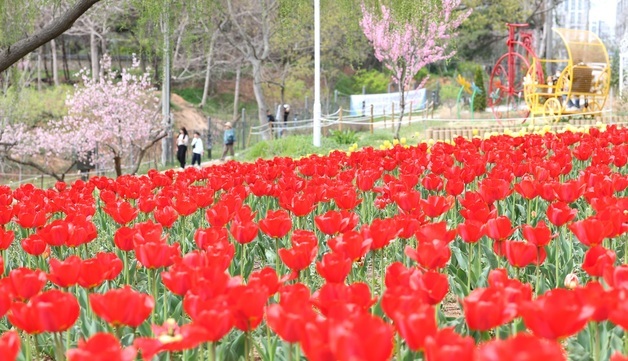 활짝 핀 튤립