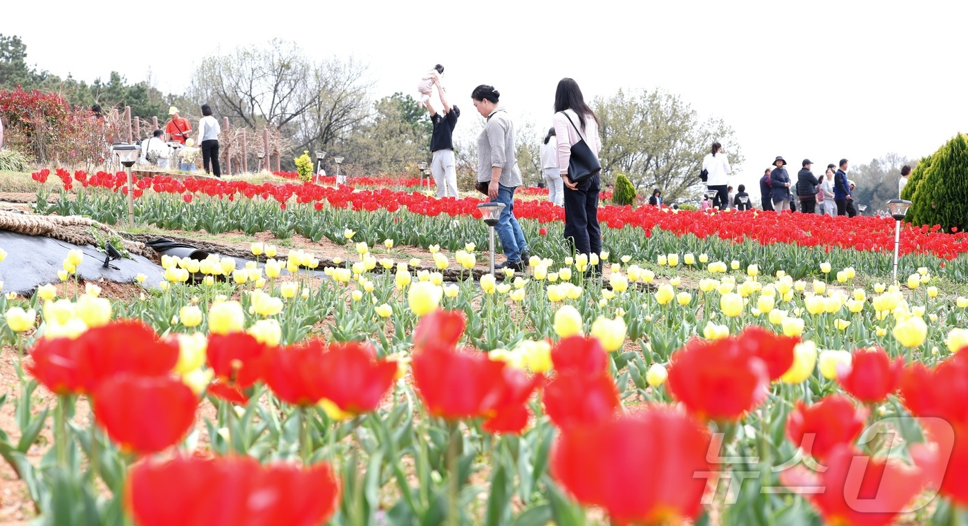 (익산=뉴스1) 유경석 기자 = 포근한 봄 날씨를 보인 12일 전북 익산시 신흥공원을 찾은 나들이객들이 만개한 튤립을 따라 거닐며 봄 정취를 만끽하고 있다. 2026.4.12/뉴스 …