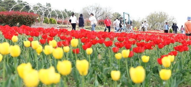 튤립 만개한 공원 찾은 나들이객들