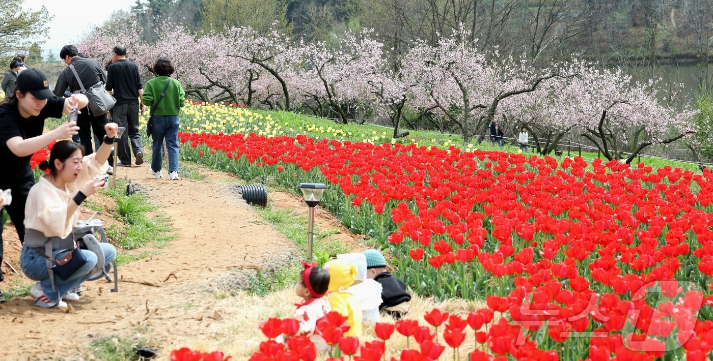 (익산=뉴스1) 유경석 기자 = 포근한 봄 날씨를 보인 12일 전북 익산시 신흥공원을 찾은 나들이객들이 만개한 튤립을 따라 거닐며 봄 정취를 만끽하고 있다. 2026.4.12/뉴스 …