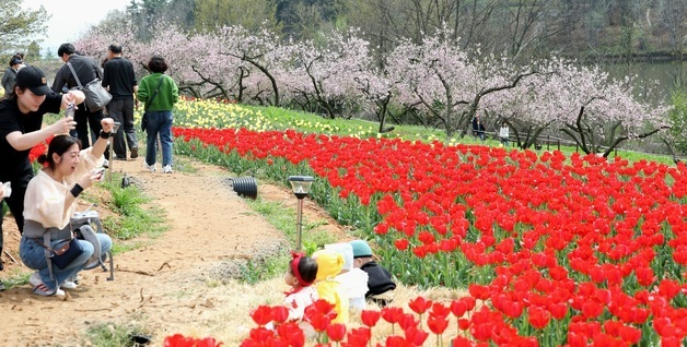 만개한 튤립과 \'찰칵\'