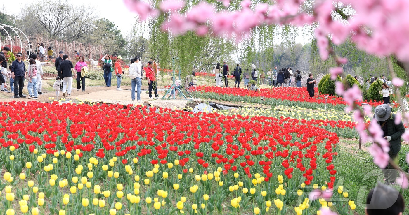 (익산=뉴스1) 유경석 기자 = 포근한 봄 날씨를 보인 12일 전북 익산시 신흥공원을 찾은 나들이객들이 만개한 튤립을 따라 거닐며 봄 정취를 만끽하고 있다. 2026.4.12/뉴스 …