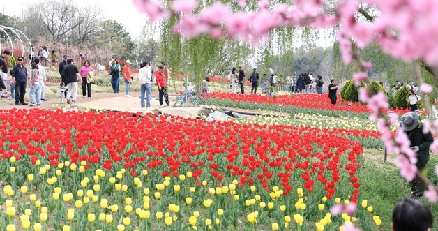 봄 정취 가득한 공원 찾은 나들이객들