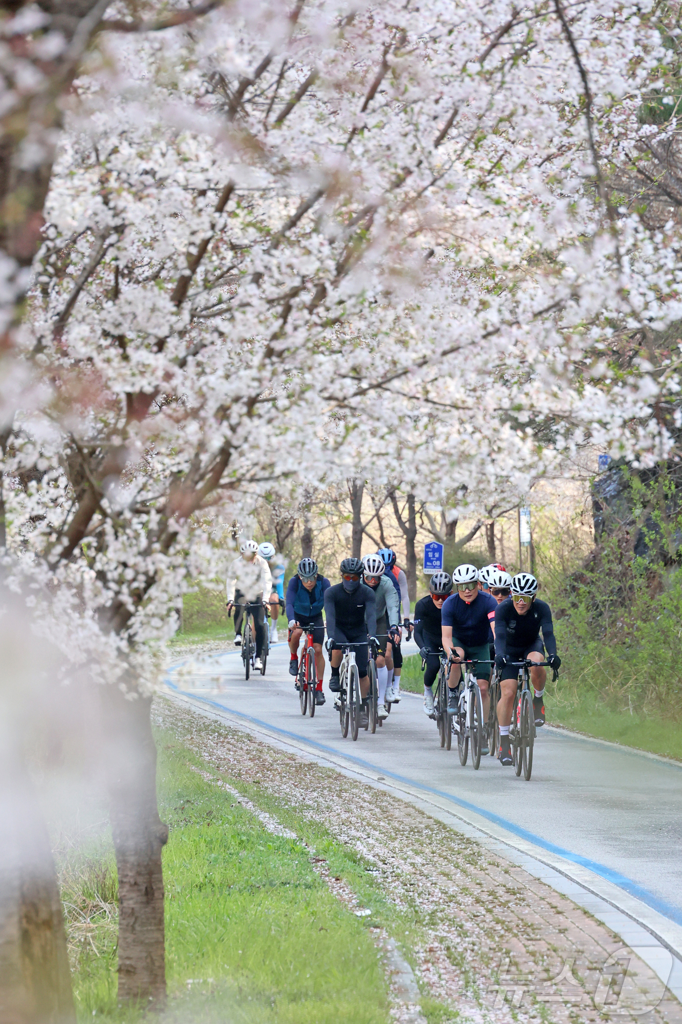 (임실=뉴스1) 김동규 기자 = 지난11일 전북 임실군에서 열린 '2026 옥정호 그란폰도,메디오폰도' 자전거 대회에서 참가자들이 활짝 핀 벚꽃길을 달리고 있다.(임실군제공, 재판 …