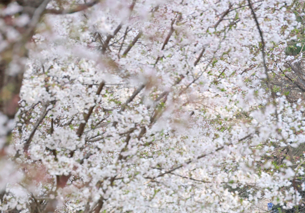[포토] 호수 위에 내려앉은 봄…임실 옥정호·붕어섬 벚꽃 물결