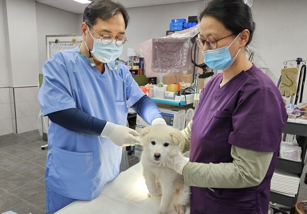 용인시, 반려견 6337마리 대상 상반기 광견병 예방접종