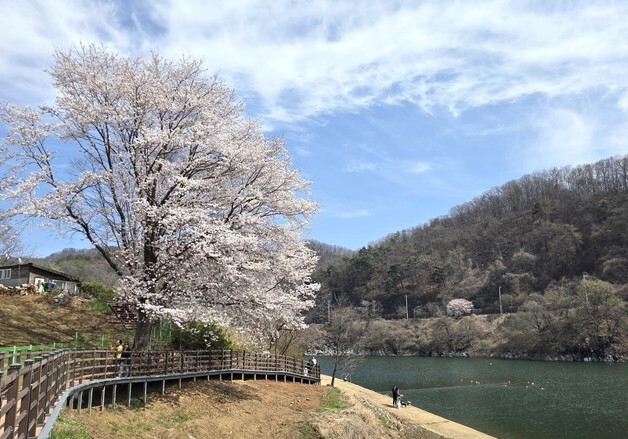 [오늘의 날씨] 세종·충북(13일, 월)…맑음, 낮 기온 25~26도