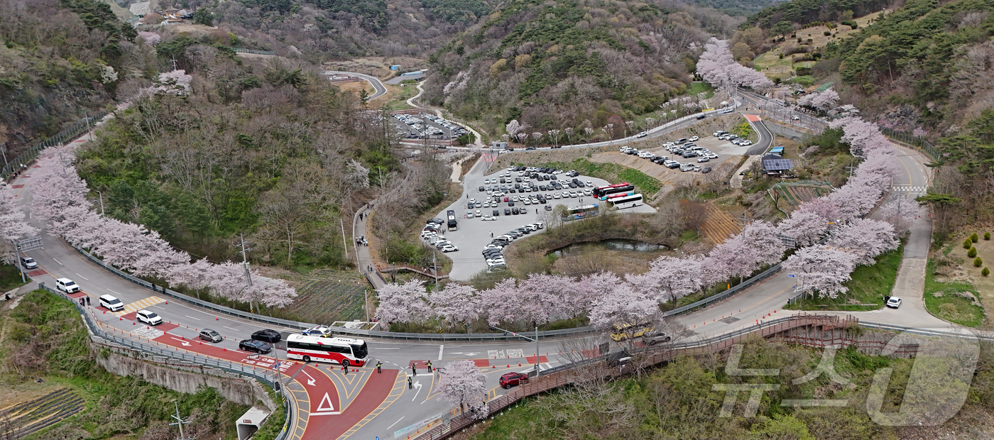 (임실=뉴스1) 유경석 기자 = '옥정호 벚꽃축제'가 열리고 있는 12일 전북 임실군 옥정호에 벚꽃이 만개해 관광객들의 발길을 사로잡고 있다. (임실군청 제공. 재판매 및 DB 금 …