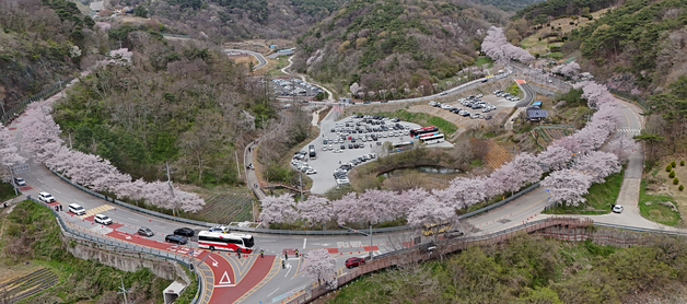 '봄의 향연' 임실 옥정호 벚꽃축제