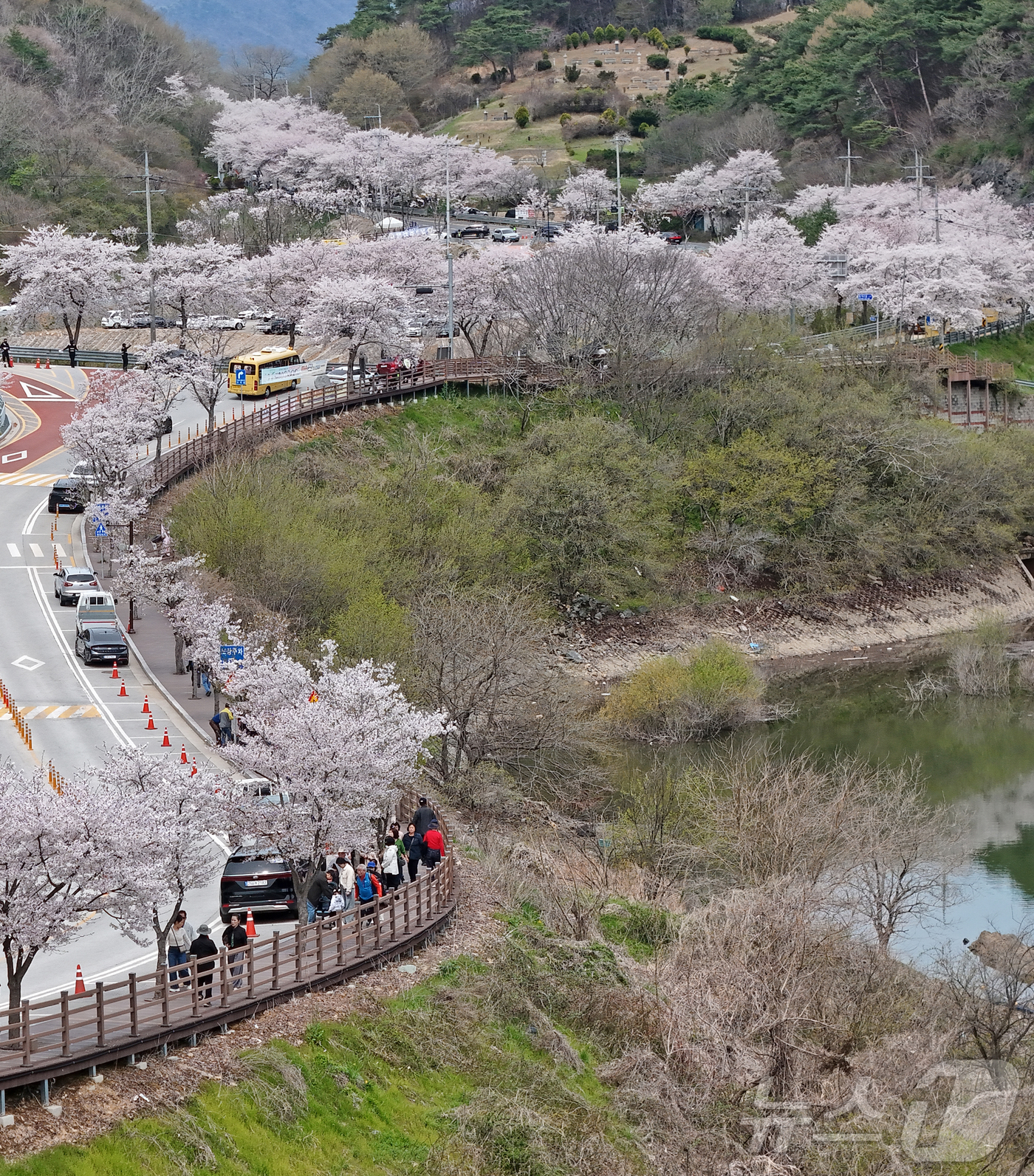 (임실=뉴스1) 유경석 기자 = \'옥정호 벚꽃축제\'가 열리고 있는 12일 전북 임실군 옥정호에 벚꽃이 만개해 관광객들의 발길을 사로잡고 있다. (임실군청 제공. 재판매 및 DB …