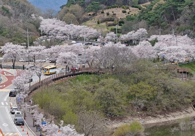 임실 옥정호따라 활짝 핀 벚꽃