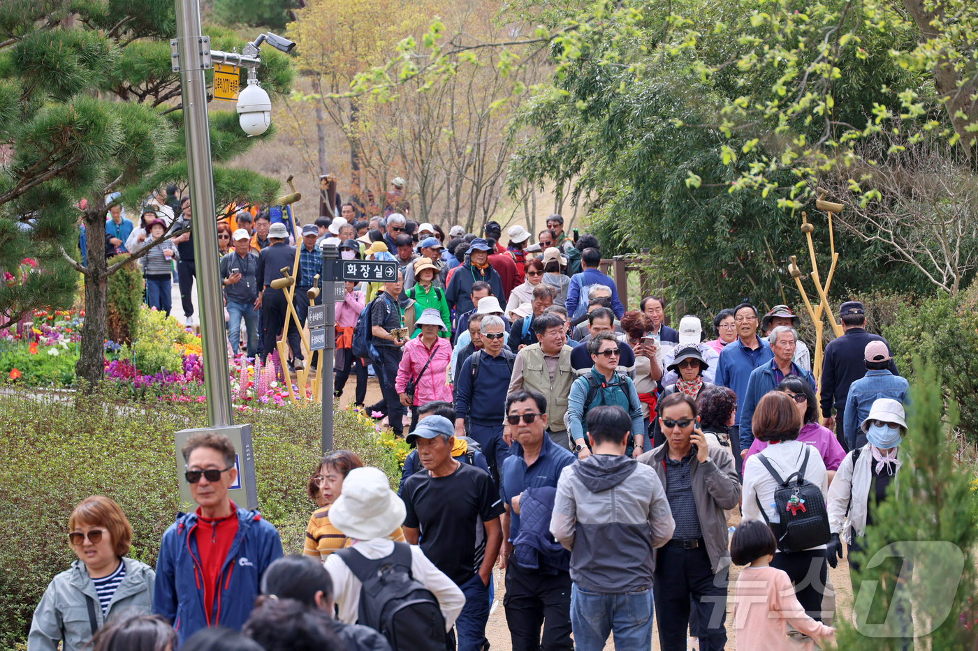 (임실=뉴스1) 유경석 기자 = '옥정호 벚꽃축제'가 열리고 있는 12일 전북 임실군 옥정호 붕어섬에 벚꽃과 수선화등 봄꽃이 활짝핀 가운데 출렁다리를 건너가려는 관광객들로 붐비고 …