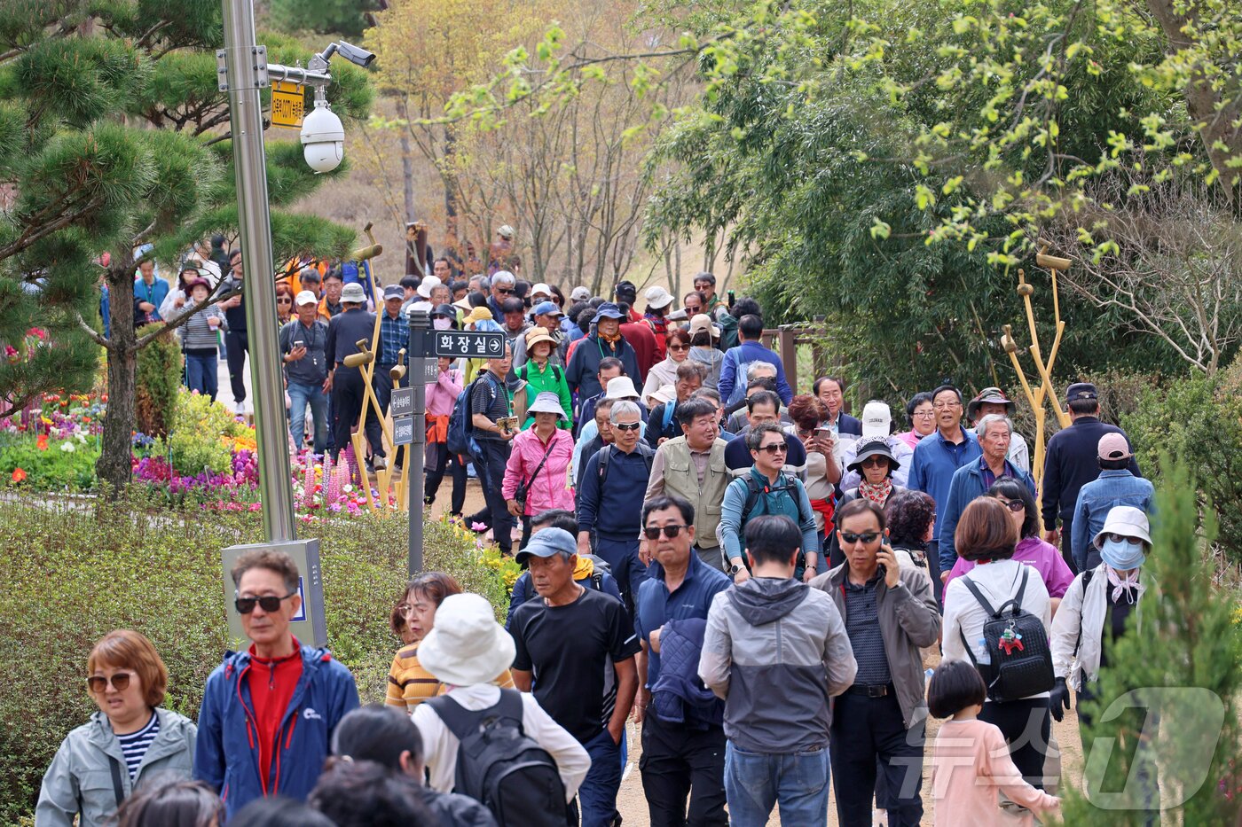 본문 이미지 - '옥정호 벚꽃축제'가 열리고 있는 12일 전북 임실군 옥정호 붕어섬에 벚꽃과 수선화등 봄꽃이 활짝핀 가운데 출렁다리를 건너가려는 관광객들로 붐비고 있다. (임실군청 제공. 재판매 및 DB 금지) 2026.4.12 ⓒ 뉴스1 유경석 기자