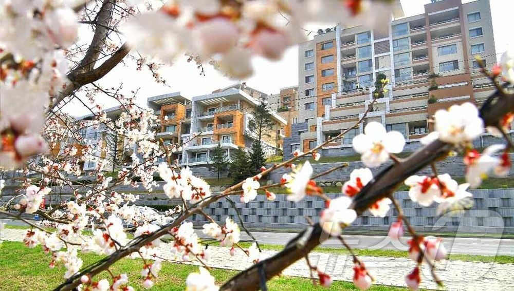 (평양 노동신문=뉴스1) = 북한 노동당 기관지 노동신문은 13일 '수도 곳곳에 넘치는 봄향기'라는 제목의 기사를 통해 평양 시내 봄 풍경을 보도했다.[국내에서만 사용가능. 재배포 …