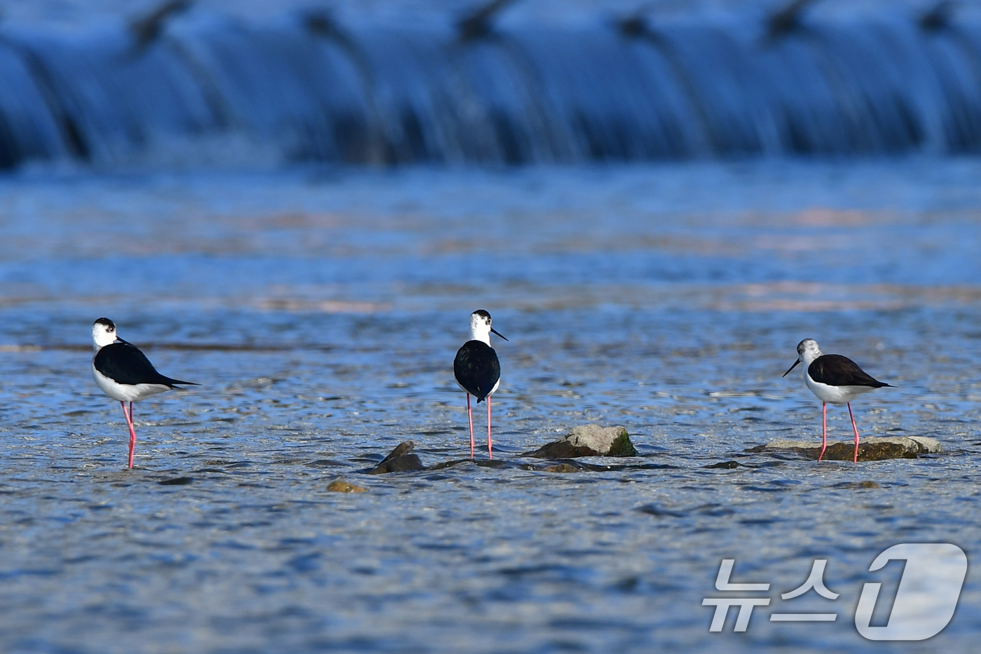 (포항=뉴스1) 최창호 기자 = 13일 오전 경북 포항시 남구 연일읍 형산강에서 장다물떼새가 먹잇감을 찾고 있다.장다리물떼새는 번식철인 4~5월 사이 국내 논경지 또는 강가에서 잠 …