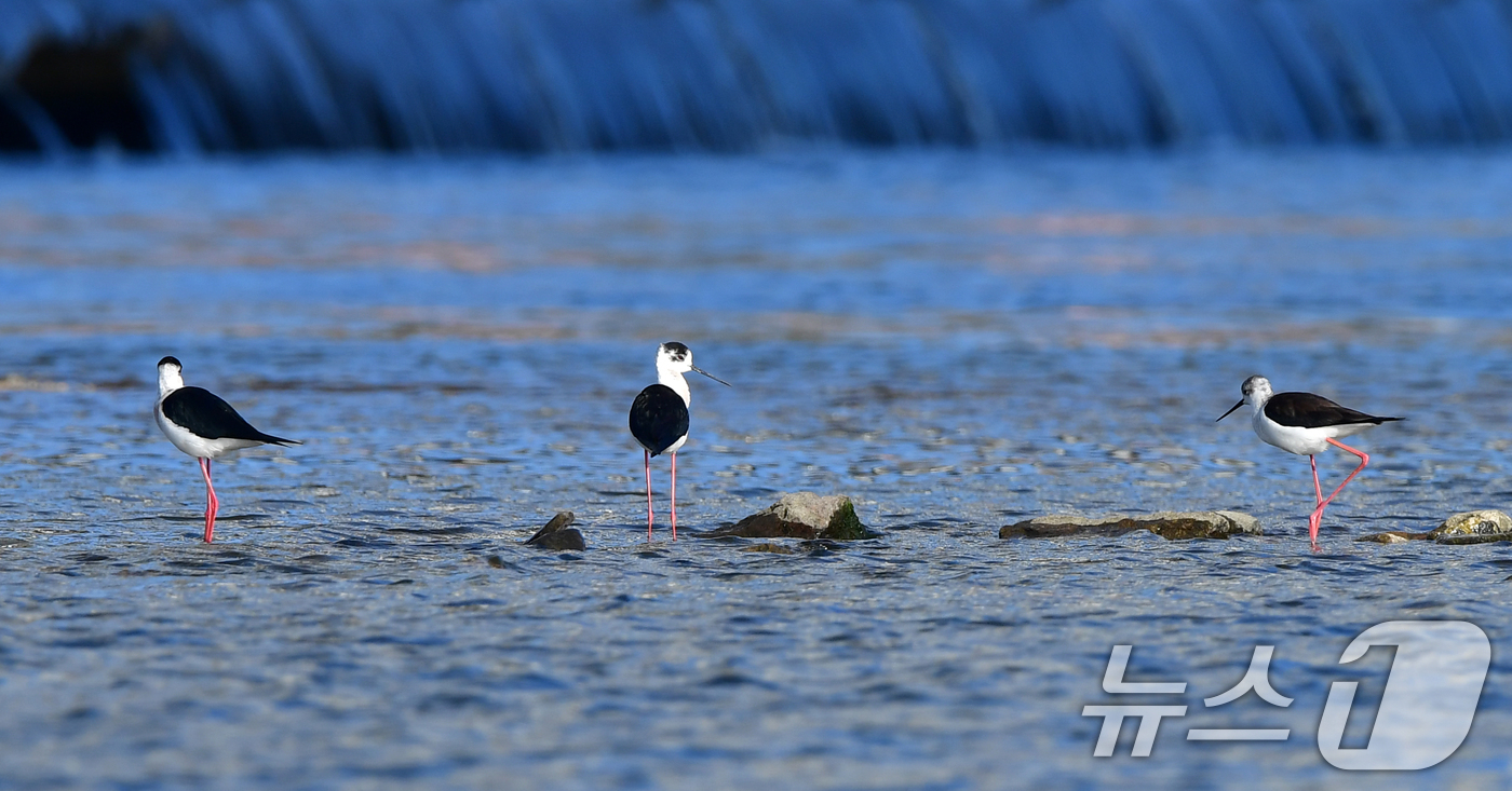 (포항=뉴스1) 최창호 기자 = 13일 오전 경북 포항시 남구 연일읍 형산강에서 장다물떼새가 먹잇감을 찾고 있다.장다리물떼새는 번식철인 4~5월 사이 국내 논경지 또는 강가에서 잠 …
